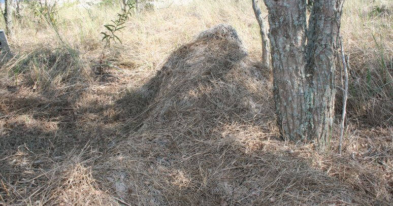 Sniper in a Ghillie Suit